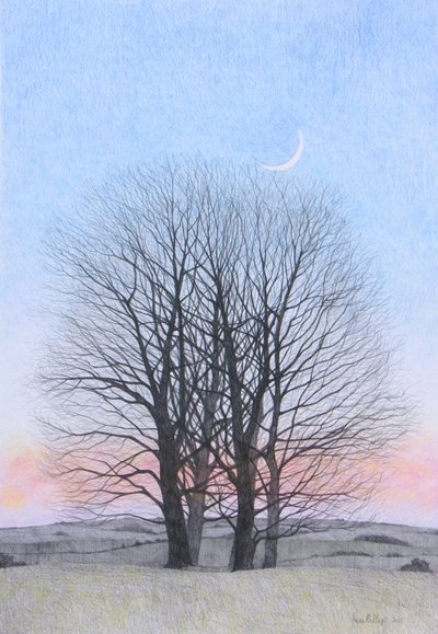 Uusikuu, 2011 (värikynä paperille) tekijältä Anna Phillips