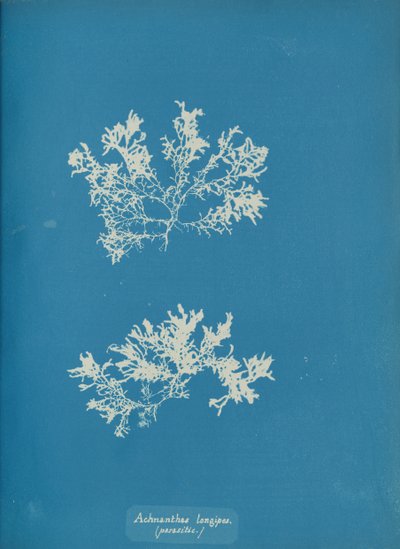 Achnanthes longipes. paràsit., ca. 1853. finlandès tekijältä Anna Atkins