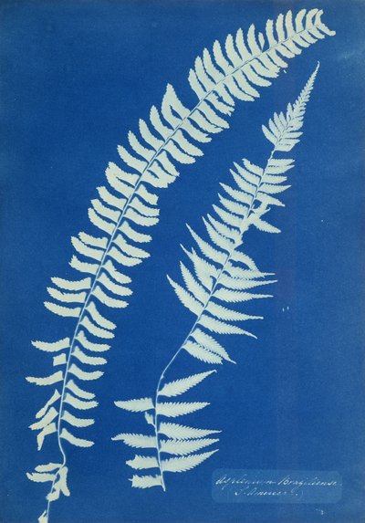 Asplenium Braziliense, Etelä-Amerikka, n. 1850 tekijältä Anna Atkins