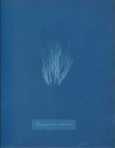 Bangia fusco-purpurea, n. 1853. tekijältä Anna Atkins
