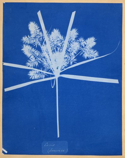Carix (Amerikka) tekijältä Anna Atkins