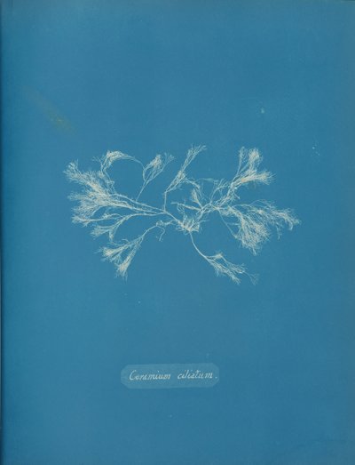 Särmäinen keramiikka, n. 1853 tekijältä Anna Atkins