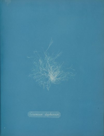 Läpinäkyvää keramiikkaa, n. 1853 tekijältä Anna Atkins
