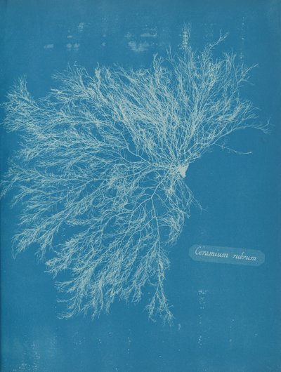 Punainen keramiikka, n. 1853 tekijältä Anna Atkins