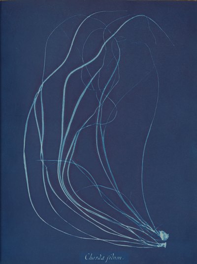 Lanka, n. 1853 tekijältä Anna Atkins