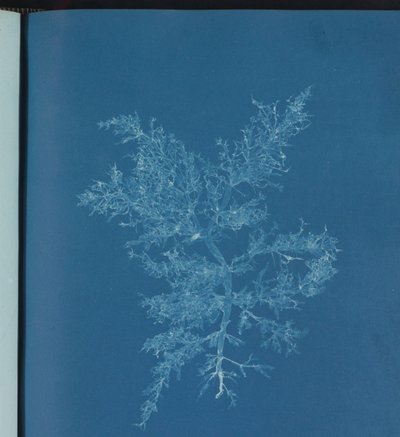 Chylocladia kaliformis tekijältä Anna Atkins