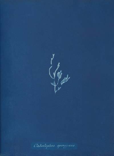 Cladostephus spongiosus, n. 1853 tekijältä Anna Atkins