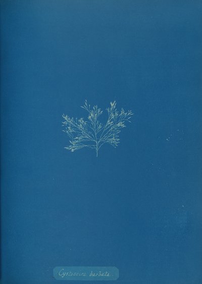 Cystoseira barbata, n. 1853. tekijältä Anna Atkins