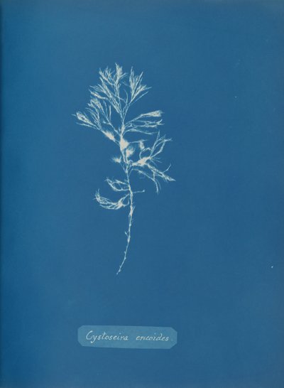 Cystoseira ericoides, n. 1853. tekijältä Anna Atkins
