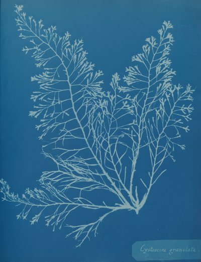 Cystoseira granulata, n. 1853. tekijältä Anna Atkins