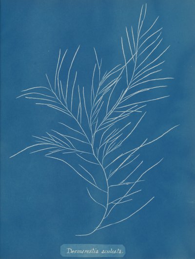 Desmarestia aculeata, n. 1853. tekijältä Anna Atkins
