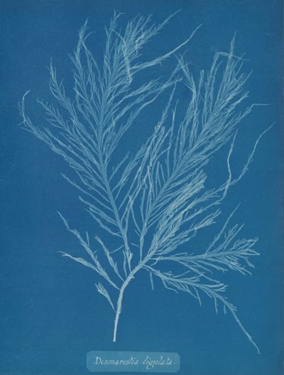Nesteytetty desmarestia, n. 1853. tekijältä Anna Atkins