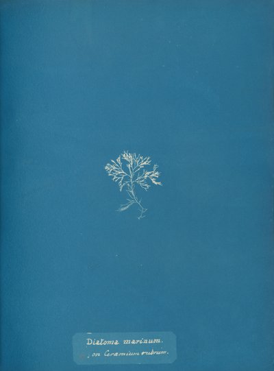 Meren piilevät Ceramium rubrumilla, n. 1853 tekijältä Anna Atkins