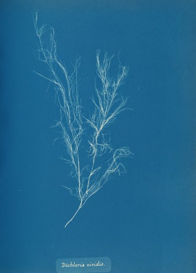 Dichloria viridis, n. 1853. tekijältä Anna Atkins