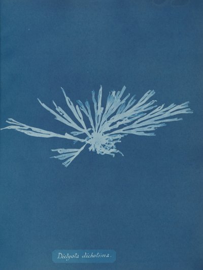 Dictyota dichotoma, n. 1853. tekijältä Anna Atkins