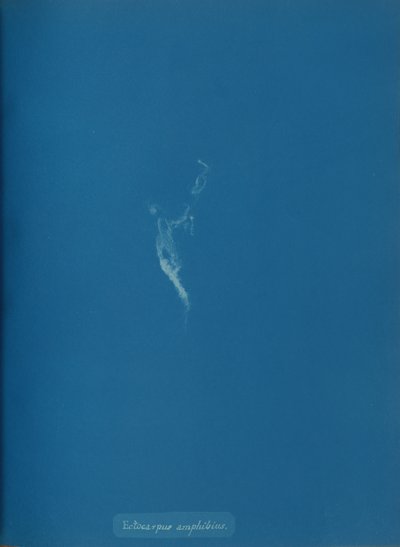 Ectocarpus amphibius, n. 1853. tekijältä Anna Atkins