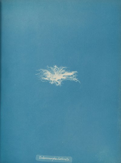 Enteromorpha clathrata, n. 1853. tekijältä Anna Atkins