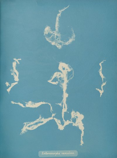 Enteromorpha ramulosa, n. 1853 tekijältä Anna Atkins