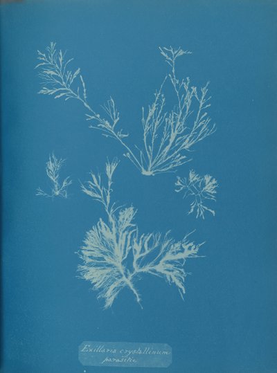 Exillaria crystallinum parasitic, n. 1853. tekijältä Anna Atkins