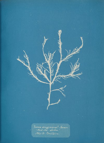 Fucus aeruginosus Turner. Kanssa. Sea Lissabon Uusi Britannialle., noin. 1853. tekijältä Anna Atkins