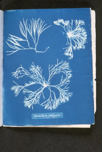 Furcelleria fastigiata, teoksesta "Photographs of British Algae: Cyanotype Impressions", julkaistu 1843-53 (syanotyyppi) tekijältä Anna Atkins