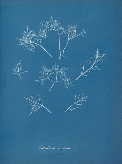 Gelada corneal, ca. 1853. finès tekijältä Anna Atkins