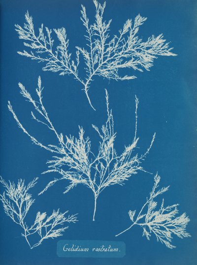 Gelidium rostratum, n. 1853 tekijältä Anna Atkins