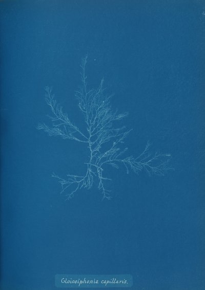 Gloisiphonia capillaris, n. 1853. tekijältä Anna Atkins