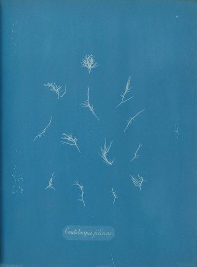 Grateloupia filicina, n. 1853. tekijältä Anna Atkins