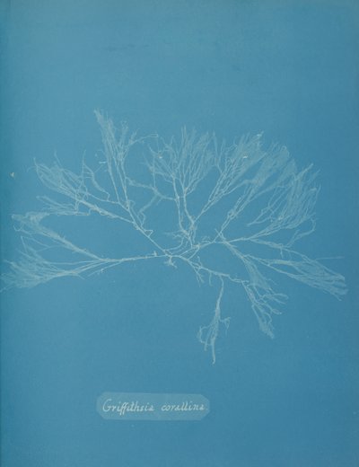 Griffithsia corallina, n. 1853. tekijältä Anna Atkins