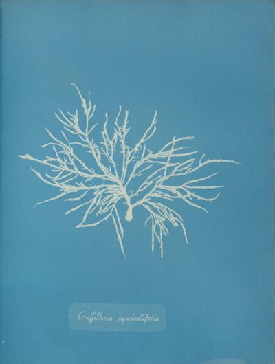 Griffithsia equisetifolia, n. 1853. tekijältä Anna Atkins