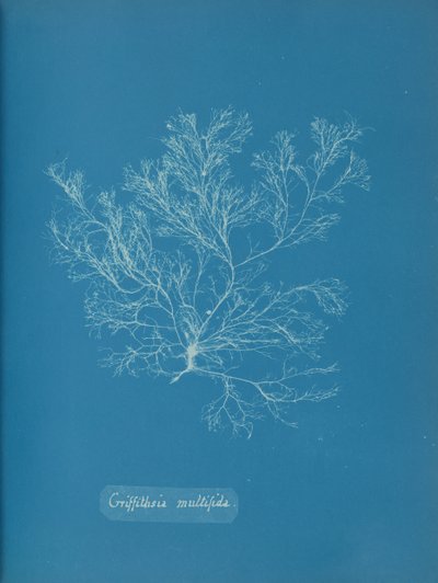 Griffithsia multifida, n. 1853. tekijältä Anna Atkins