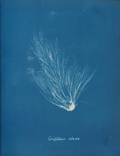 Griffithsia setacea, n. 1853. tekijältä Anna Atkins