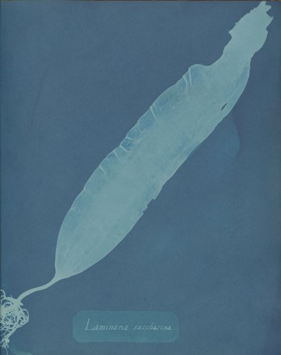 Laminaria saccharina, n. 1853. tekijältä Anna Atkins