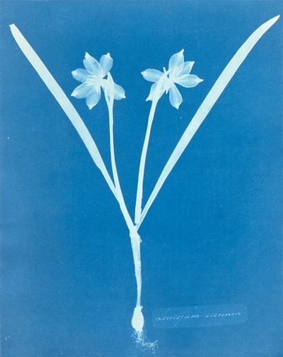 Anna Atkinsin Leucojam Varium tekijältä Anna Atkins