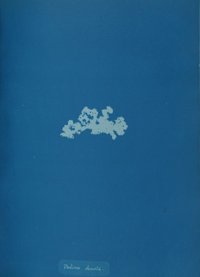Padina deusta, n. 1853. tekijältä Anna Atkins