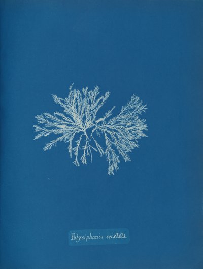Polysiphonia cristata, n. 1853. tekijältä Anna Atkins