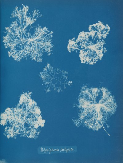 Polysiphonia fastigiata, n. 1853. tekijältä Anna Atkins