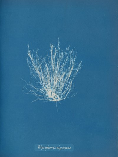 Polysiphonia nigrescens, n. 1853 tekijältä Anna Atkins