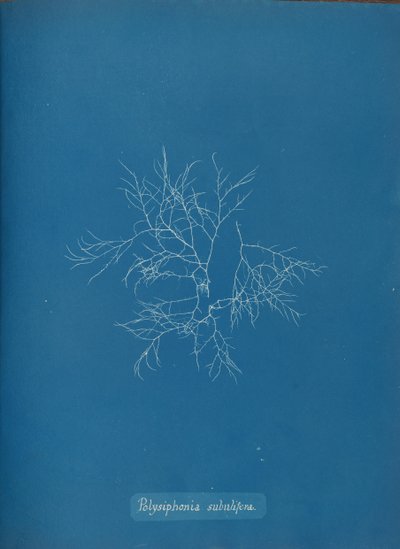 Polysiphonia subulifera, n. 1853. tekijältä Anna Atkins