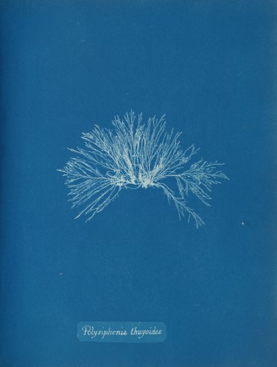 Polysiphonia thuyoides, n. 1853. tekijältä Anna Atkins