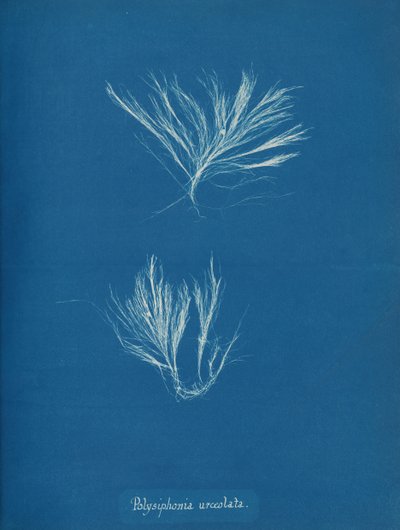 Polysiphonia urceolata, n. 1853. tekijältä Anna Atkins