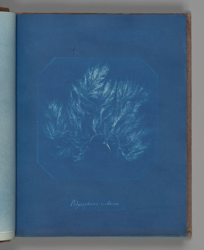 Polysiphonia violacea tekijältä Anna Atkins