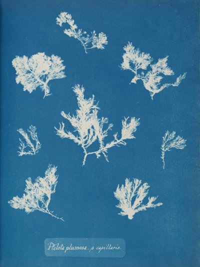 Ptilota plumosa. ß kapillaarit, n. 1853. tekijältä Anna Atkins