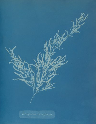 Sargassum bacciferum, n. 1853. tekijältä Anna Atkins