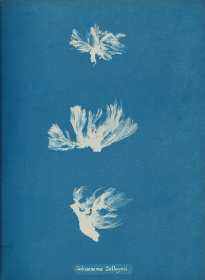 Schizonema Dillwynii, n. 1853. tekijältä Anna Atkins