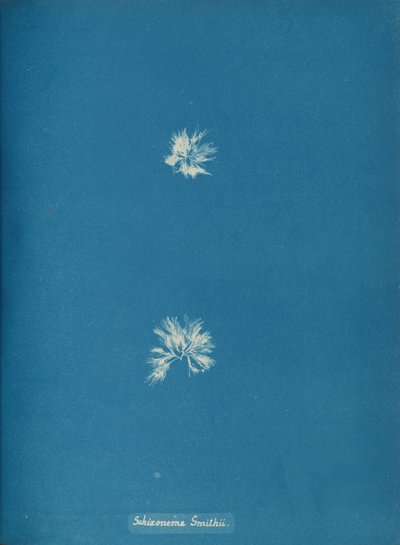 Schizonema Smithii, n. 1853. tekijältä Anna Atkins