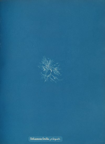 Schizonema Smithii, ß torqata, ca. 1853. tekijältä Anna Atkins