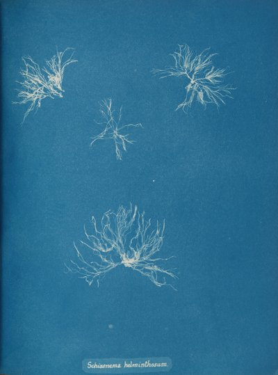 Schizonema helminthosum, n. 1853. tekijältä Anna Atkins