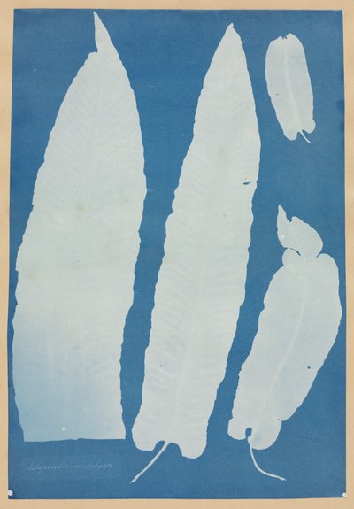 Scolopendrium Vulgare tekijältä Anna Atkins